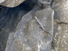 Cryptoblepharus litoralis