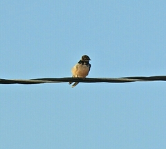 Hirundo rustica
