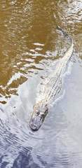 Alligator mississippiensis