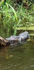 Alligator mississippiensis