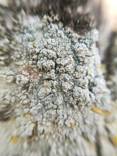 Lecanora caesiorubella image