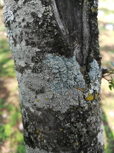 Lecanora caesiorubella image