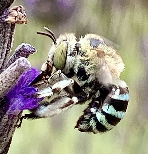Amegilla chlorocyanea photo 3