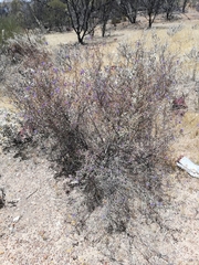 Seringia integrifolia