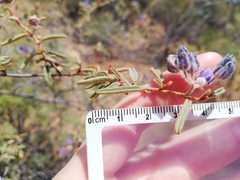 Seringia integrifolia