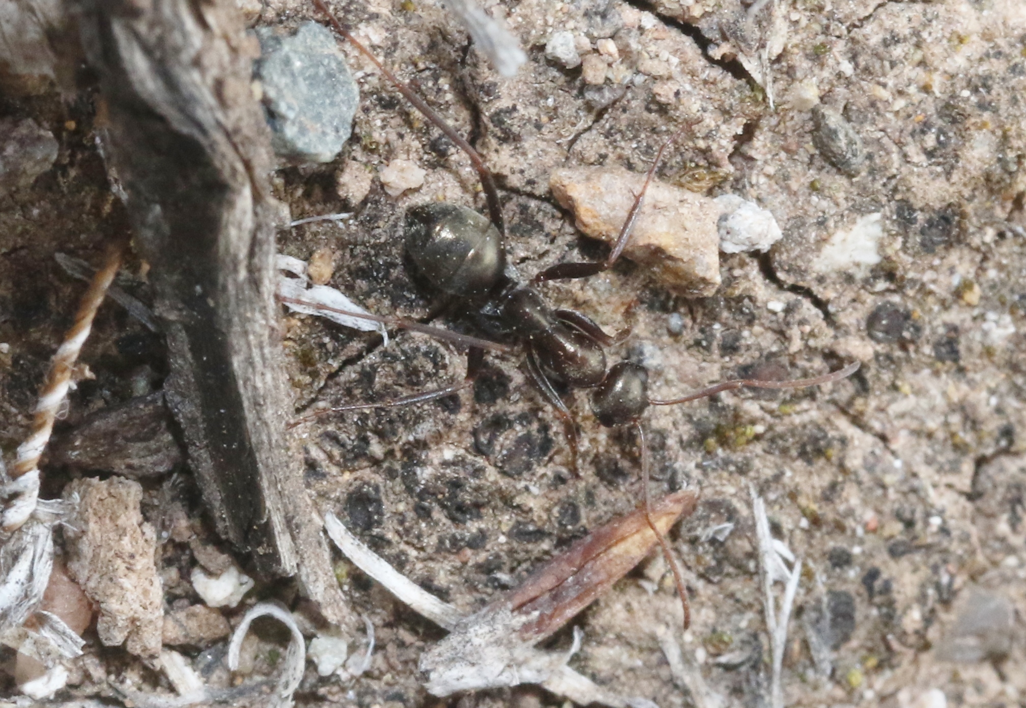 Formica subelongata