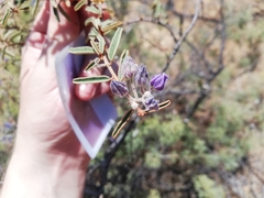 Seringia integrifolia