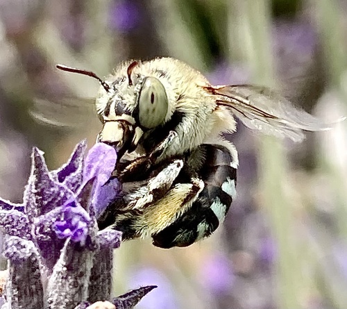 Amegilla chlorocyanea photo 4
