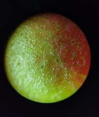 Frangula discolor