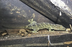 Gekko reevesii