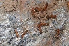Pheidole fallax