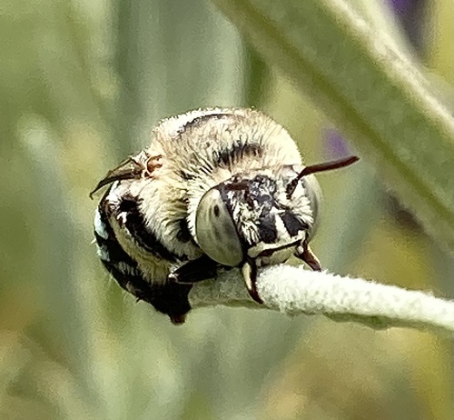 Amegilla chlorocyanea photo 5