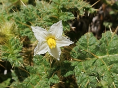 Solanum hoplopetalum