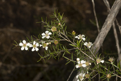 Leptospermum variabile