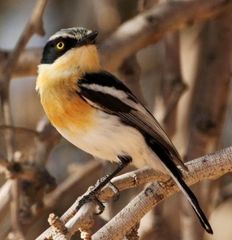 Pririt Batis photo 3