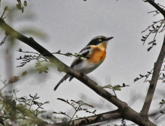 Pririt Batis photo 4