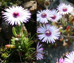 Drosanthemum striatum