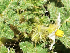 Solanum hoplopetalum