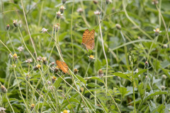 Phalanta phalantha phalantha