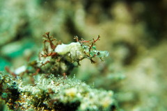 Idiotropiscis lumnitzeri