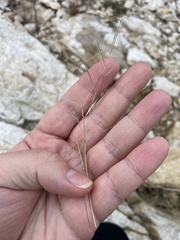 Aristida oligantha