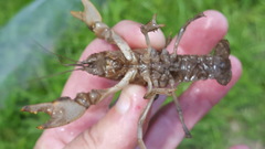 Fallicambarus houstonensis