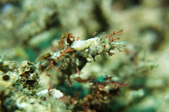 Idiotropiscis lumnitzeri