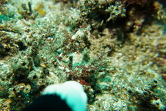 Idiotropiscis lumnitzeri