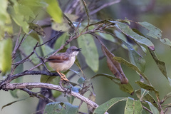 Prinia erythroptera