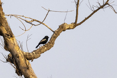 Melaniparus guineensis