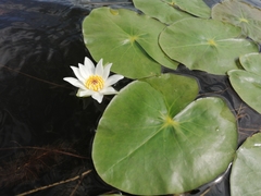 Nymphaea tetragona