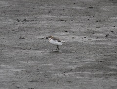 Charadrius pallidus