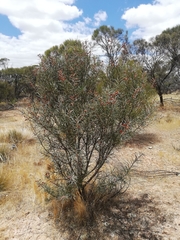 Hakea recurva recurva