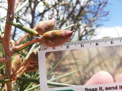 Hakea recurva recurva