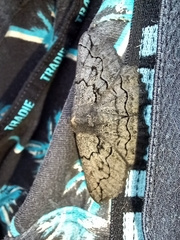 Melanodes anthracitaria