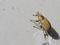 Acallopistus guttatus
