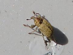 Acallopistus guttatus