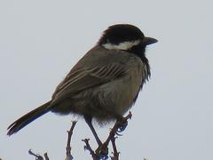 Melaniparus afer afer