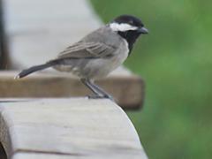Melaniparus afer afer