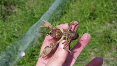 Fallicambarus houstonensis