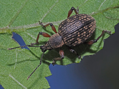 Dodecastichus geniculatus