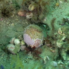 Helcogrammoides cunninghami