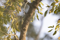 Campethera punctuligera