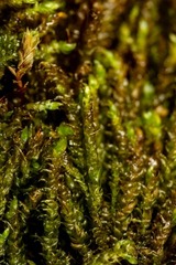 Hygrohypnum luridum