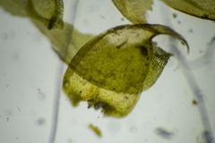 Hygrohypnum luridum