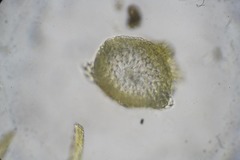Hygrohypnum luridum
