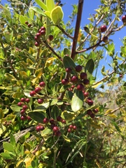 Rhamnus alaternus