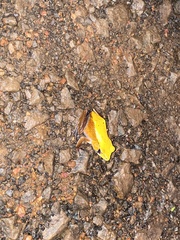 Clinotarsus curtipes