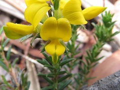 Phyllota squarrosa