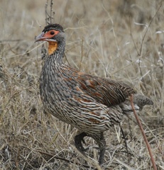 Pternistis rufopictus